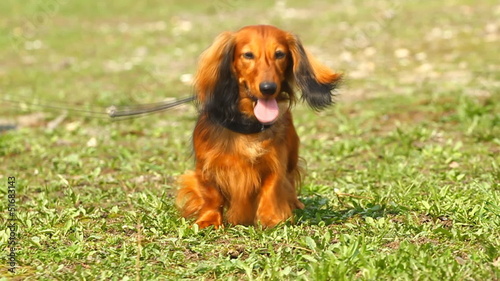 Red long-haired dachshund