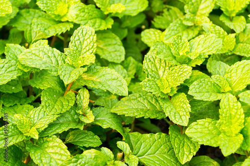 fresh mint in garden