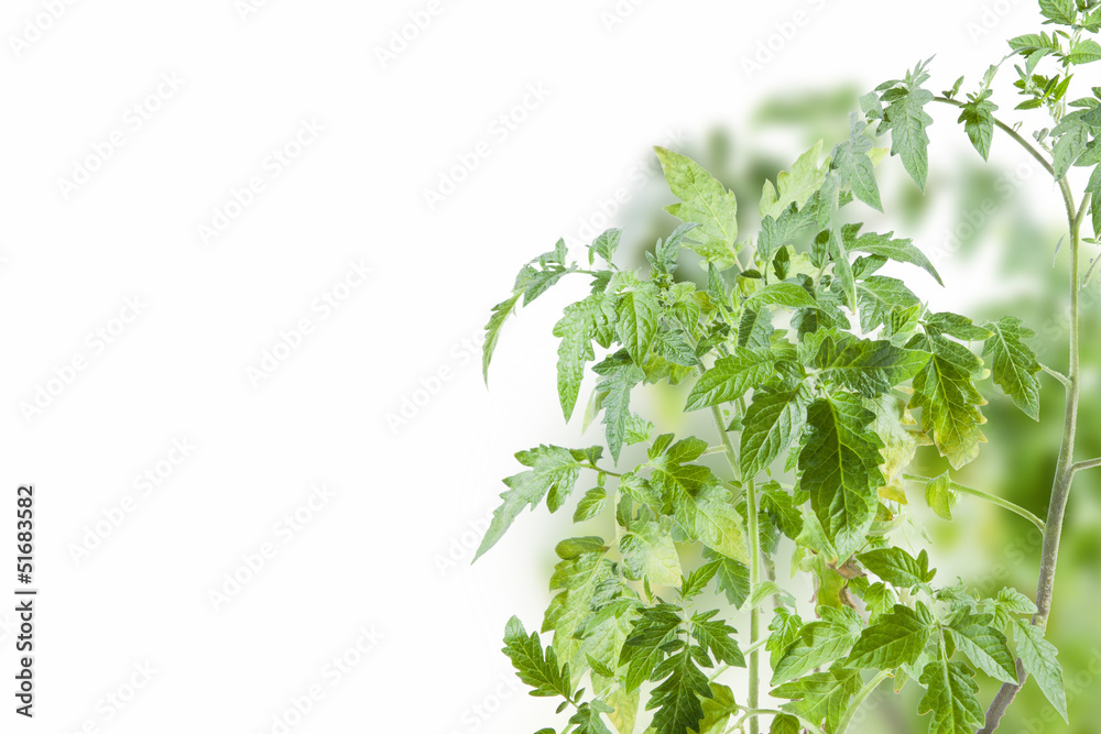 Tomato plant on white background Tomato plant on white background