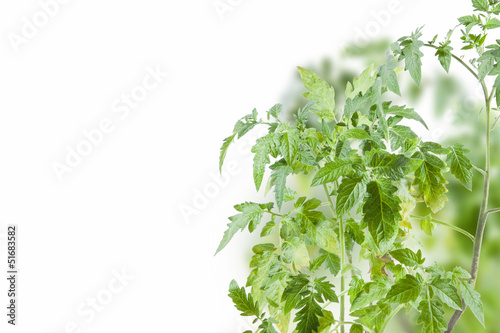 Tomato plant on white background