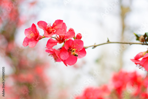 red Plum blossoms