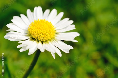 Macro shot of beautiful white daisy in grass.