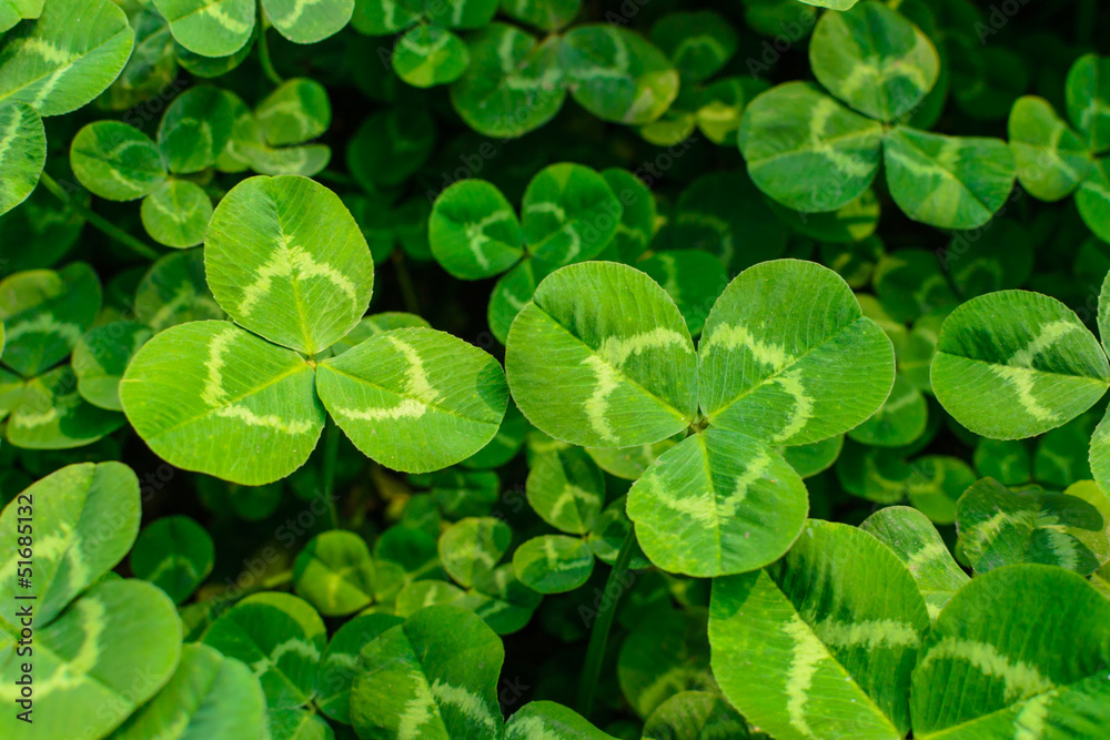 green clover green clover