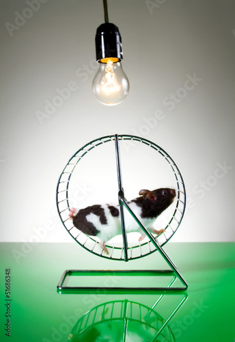 Hamster auf dem Laufrad