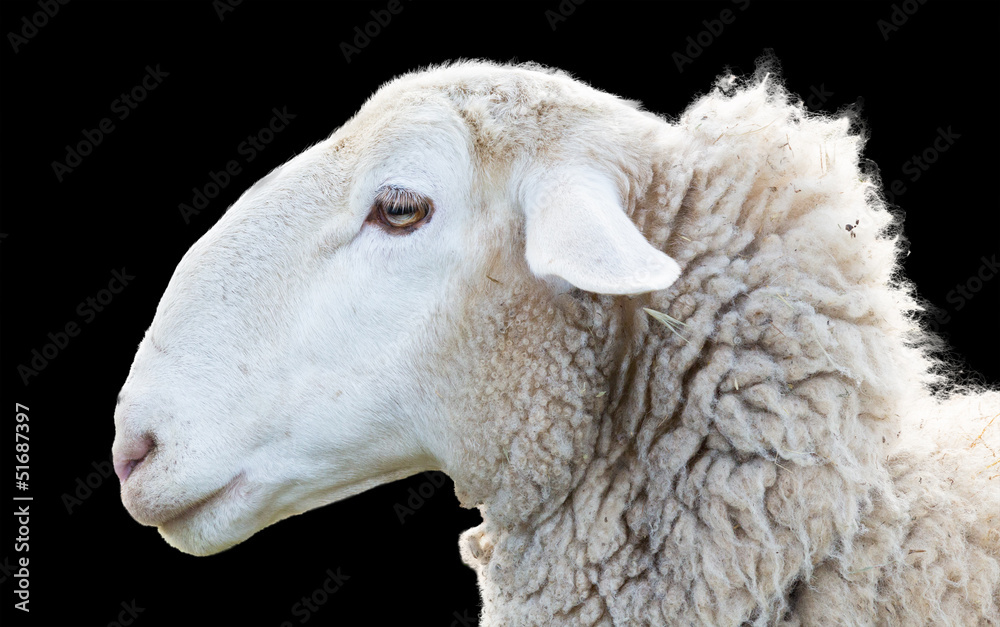 Fototapeta premium Sheep head