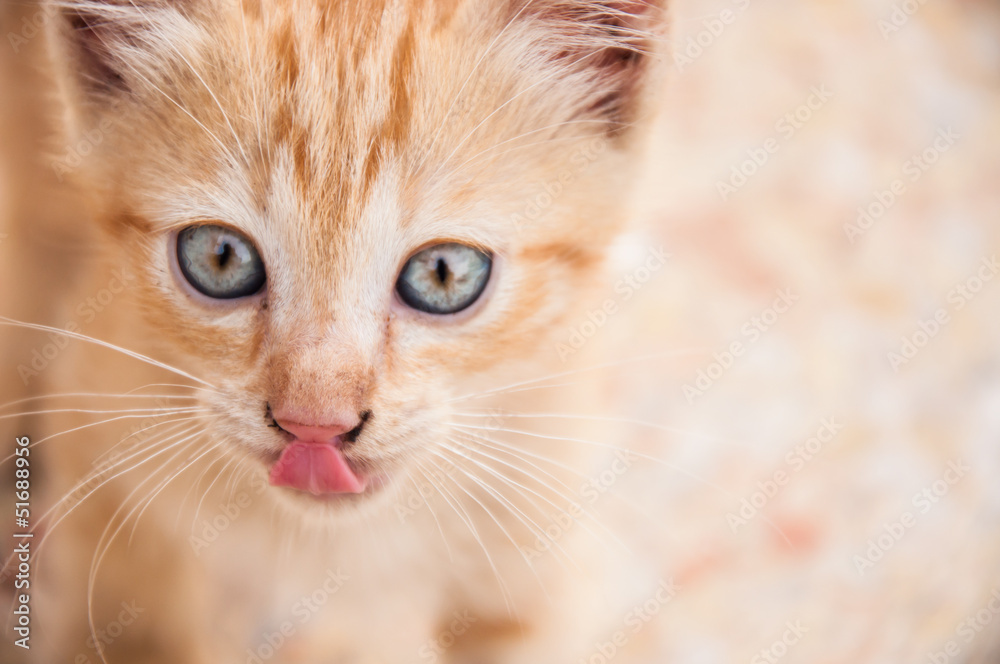Portrait of licking kitten.