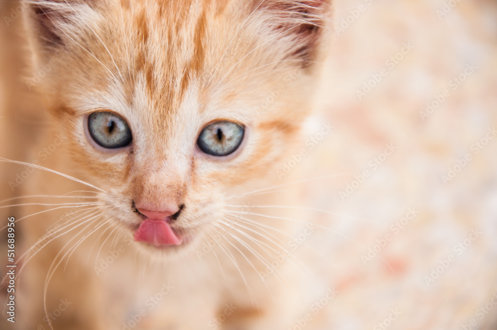 Portrait of licking kitten. Portrait of licking kitten.
