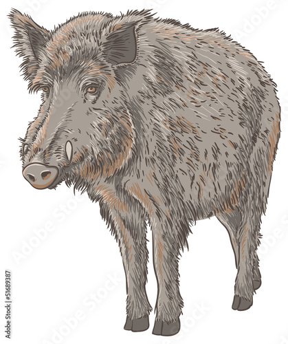 Wild Boar