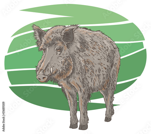 Wild Boar