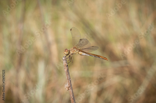 dragonfly sitting on the dry blade of grass © vickymouse