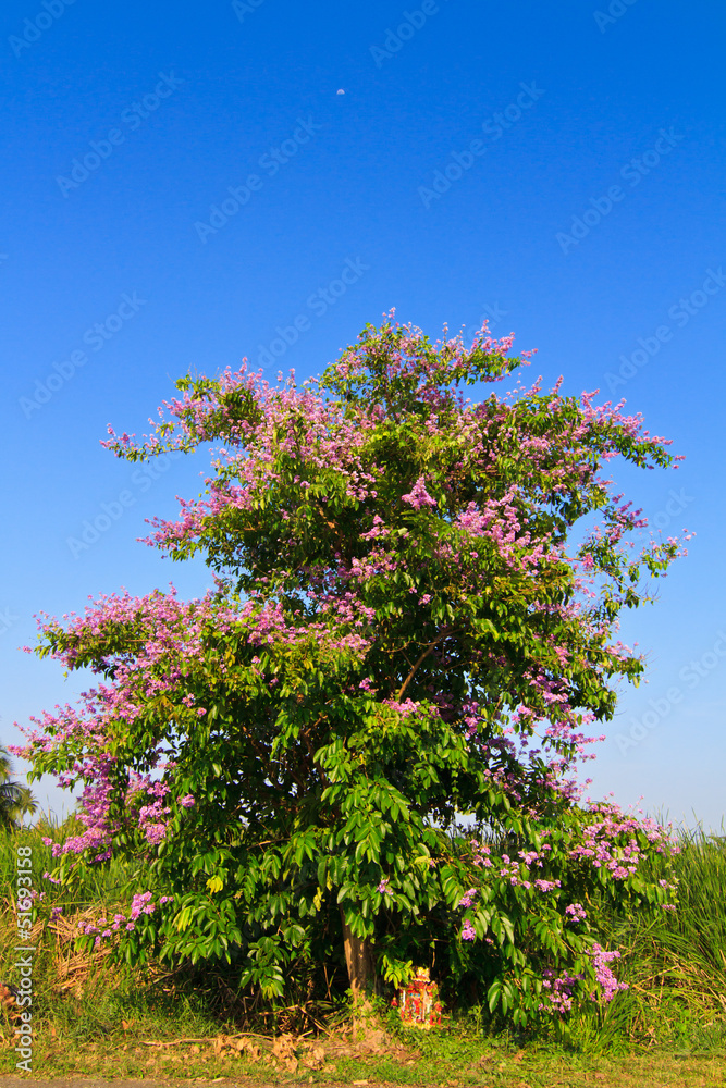 Lagerstroemia floribunda, Cananga flower Lagerstroemia floribunda, Cananga flower