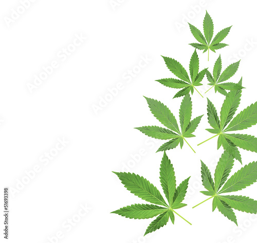 Fototapeta Cannabis
