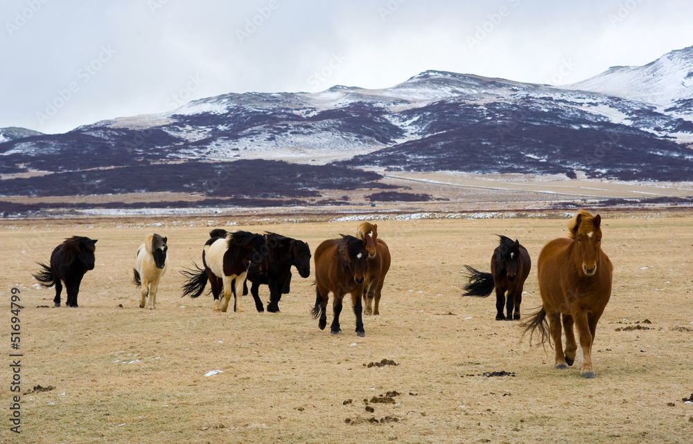 Icelandic Horses