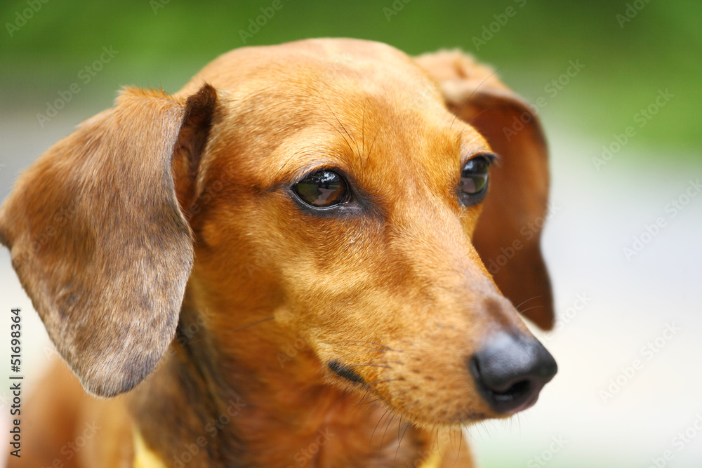 dachshund dog