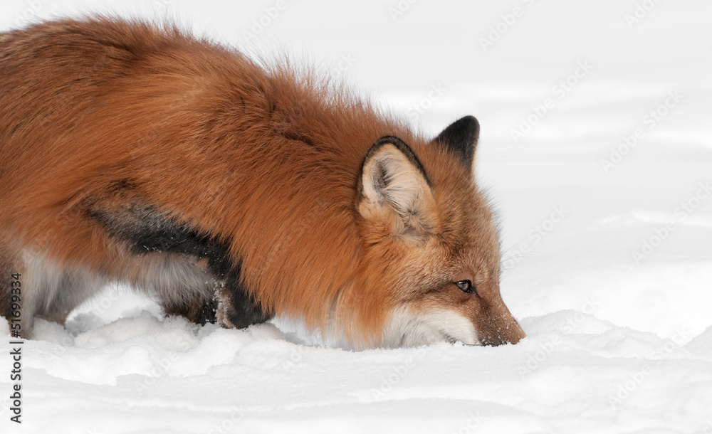 Red Fox (Vulpes vulpes) Nose to Snow