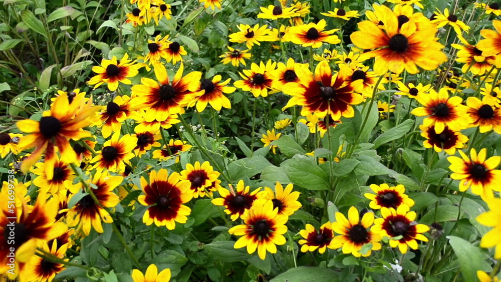 walk near beautiful rudbeckia flowers blooms in garden walk near beautiful rudbeckia flowers blooms in garden