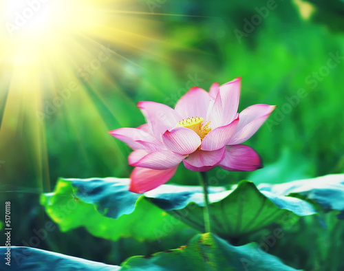 lotus flower blossom