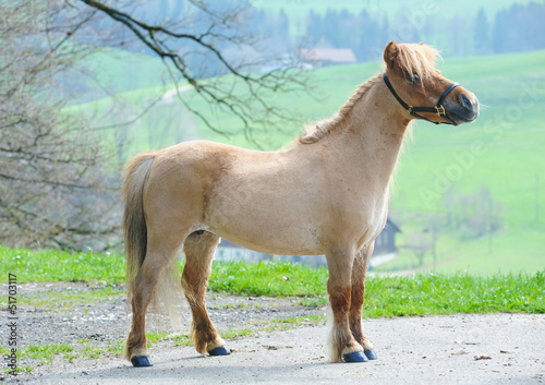 Fotografi Miniature shetland pony