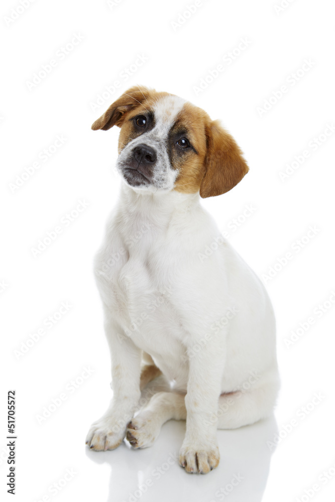Obedient sitting dog looking to the camera Obedient sitting dog looking to the camera