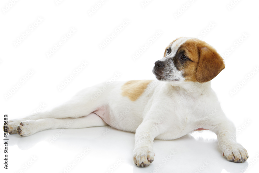 Curious doggy lying in front of white background