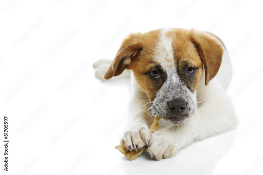 Dog eating rawhide treat Dog eating rawhide treat