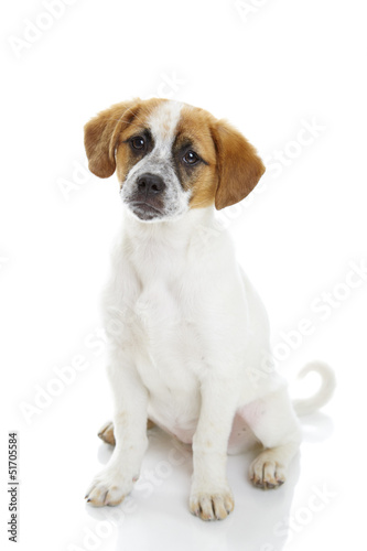 Obedient terrier dog puppy siiting and looking to the camera