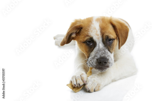 Bilde på lerret Dog eating rawhide treat