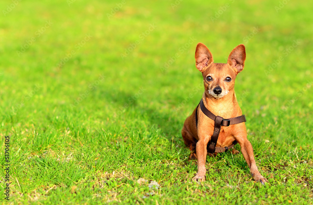 Miniature pinscher dog sitting in the grass Miniature pinscher dog sitting in the grass