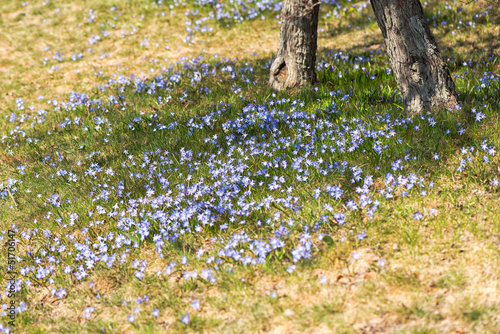 Siberian Squill (Scilla sib...