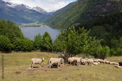 sheep in mountain pastures