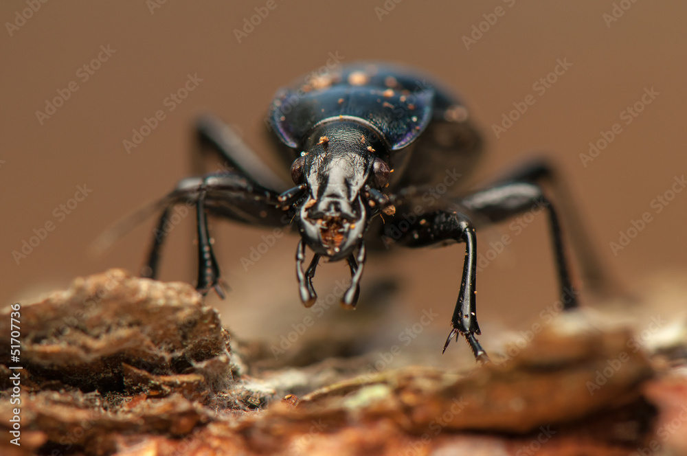 Fototapeta premium Carabus glabratus