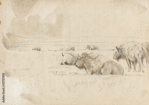 A herd of wild bison, buffalo