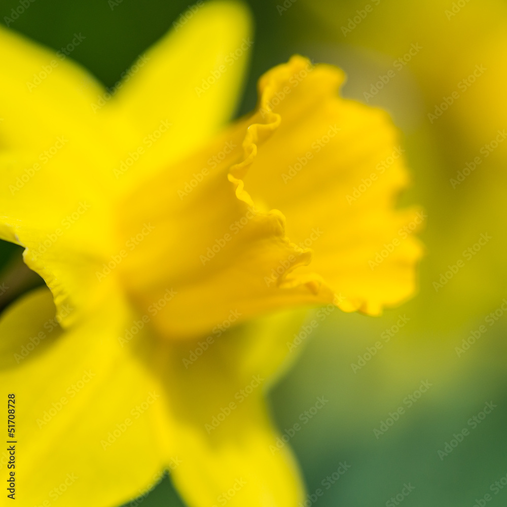 Sunshine And Springtime Sunshine And Springtime