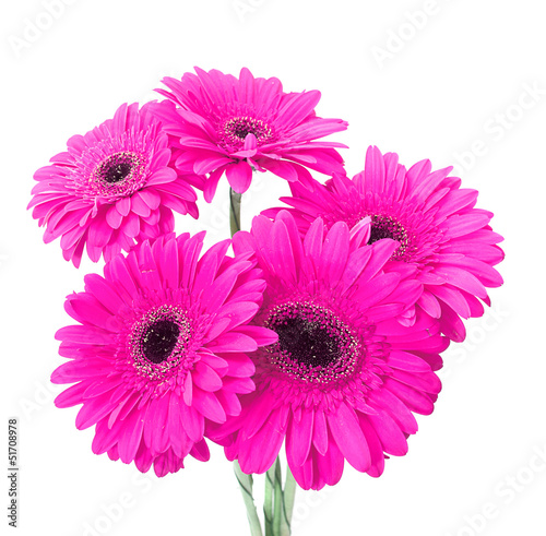 Gerbera isolated on white background