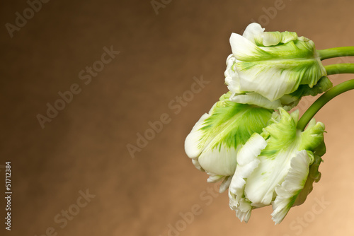 Fototapeta Naklejka Na Ścianę i Meble -  Tulipany