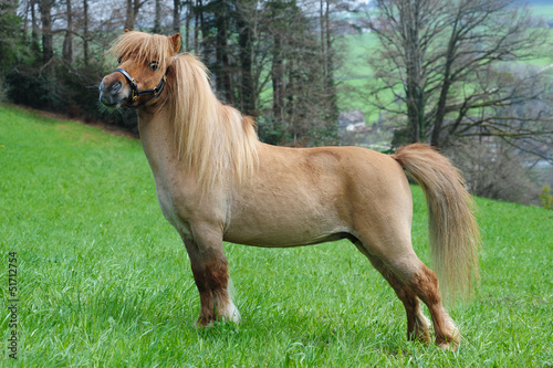 Fotografie Miniature shetland pony
