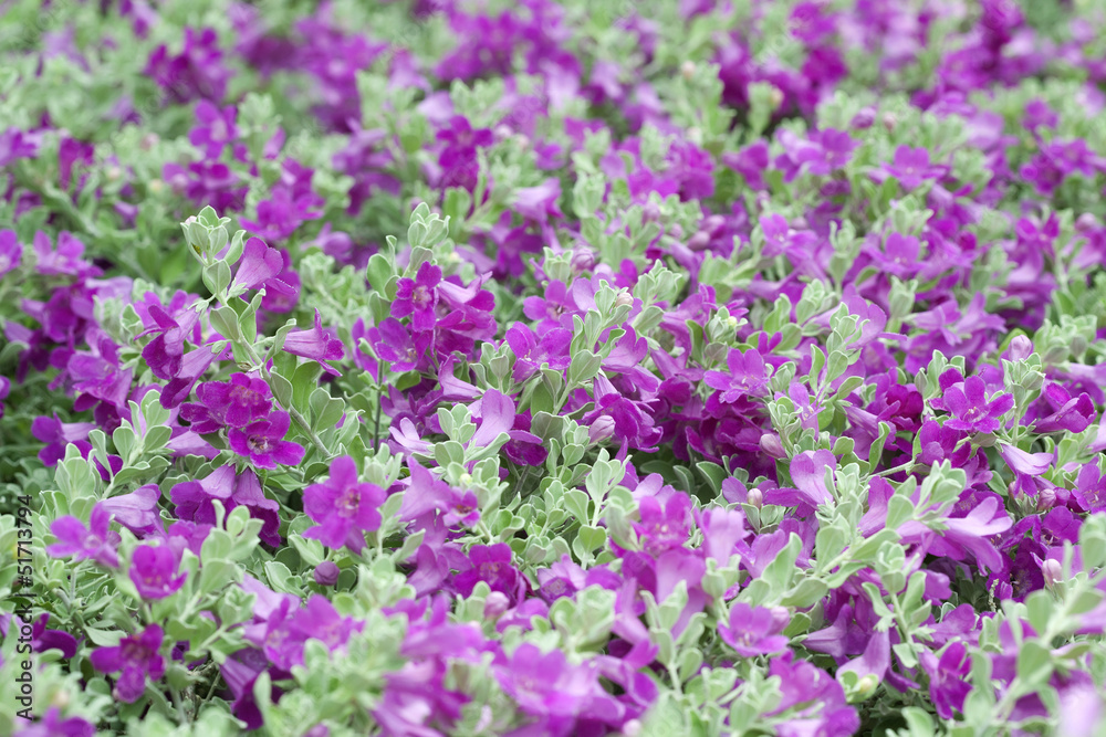 Violet flower on tropical garden