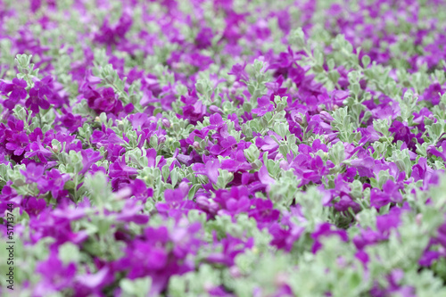 Violet flower on tropical garden