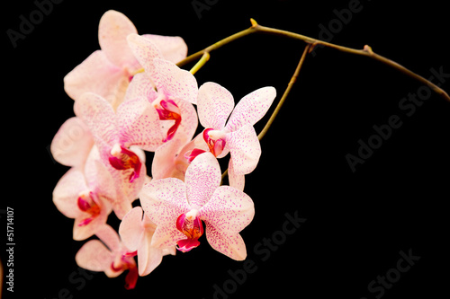 Fototapeta Naklejka Na Ścianę i Meble -  phalaenopsis