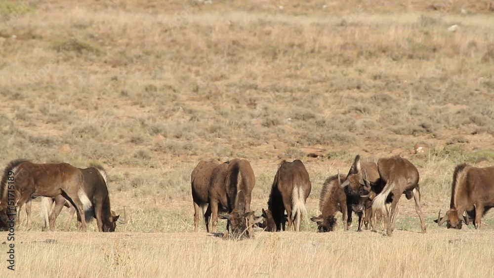 Herd of black wildebeest grazing on open grassland Herd of black wildebeest grazing on open grassland