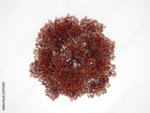 Foto Red autumn tree on top isolated