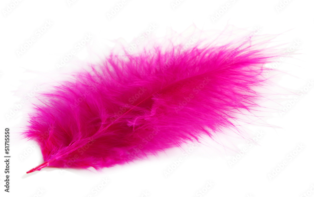Beautiful decorative feather , isolated on white Beautiful decorative feather , isolated on white