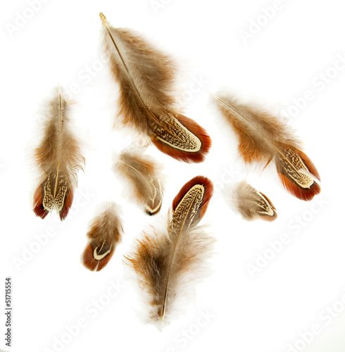 Beautiful decorative feathers, isolated on white