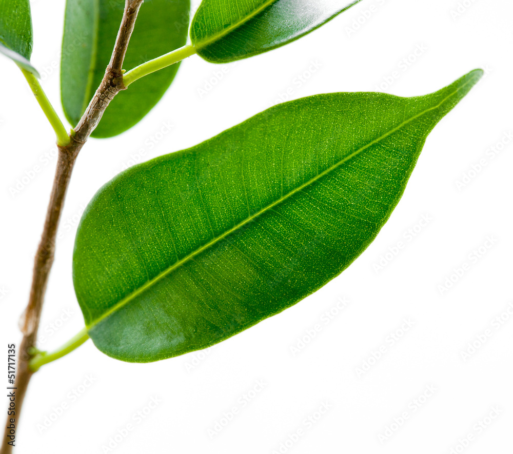 Fototapeta premium Green leaves of a young plant are isolated on a white background