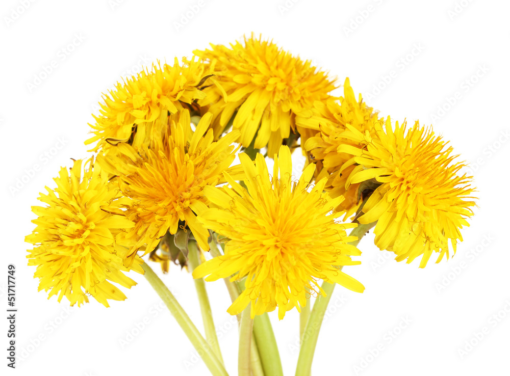 Dandelion flowers isolated on white Dandelion flowers isolated on white