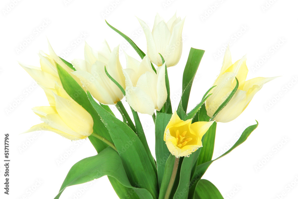 Beautiful white tulips isolated on white Beautiful white tulips isolated on white
