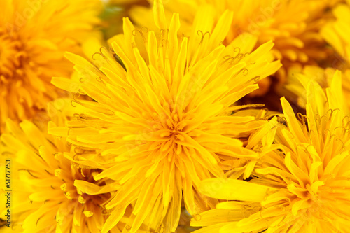 Dandelion flowers close-up