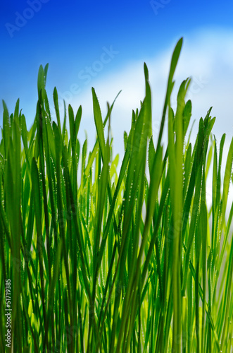 Grass and sky