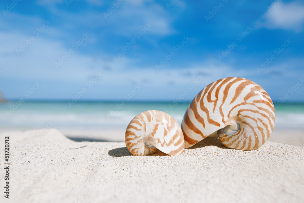 nautilus shell with ocean , beach and seascape, shallow dof nautilus shell with ocean , beach and seascape, shallow dof