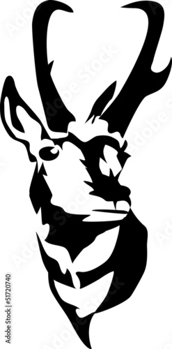 head of pronghorn antelope photo